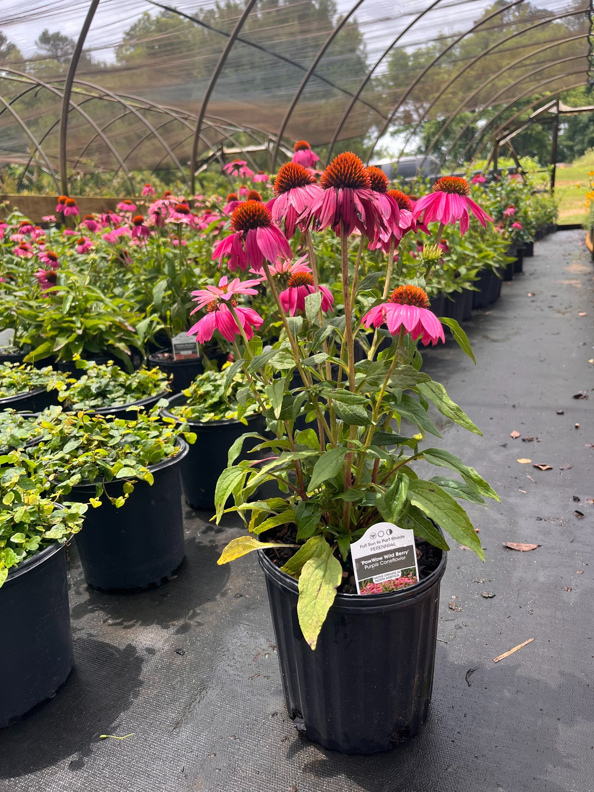 Maid in the Shade® 'Renee Michelle' Azalea hybrid | Transplant