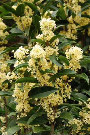 Osmanthus fragrans 'Fudingzhu' (Fragrant Olive) | Transplant