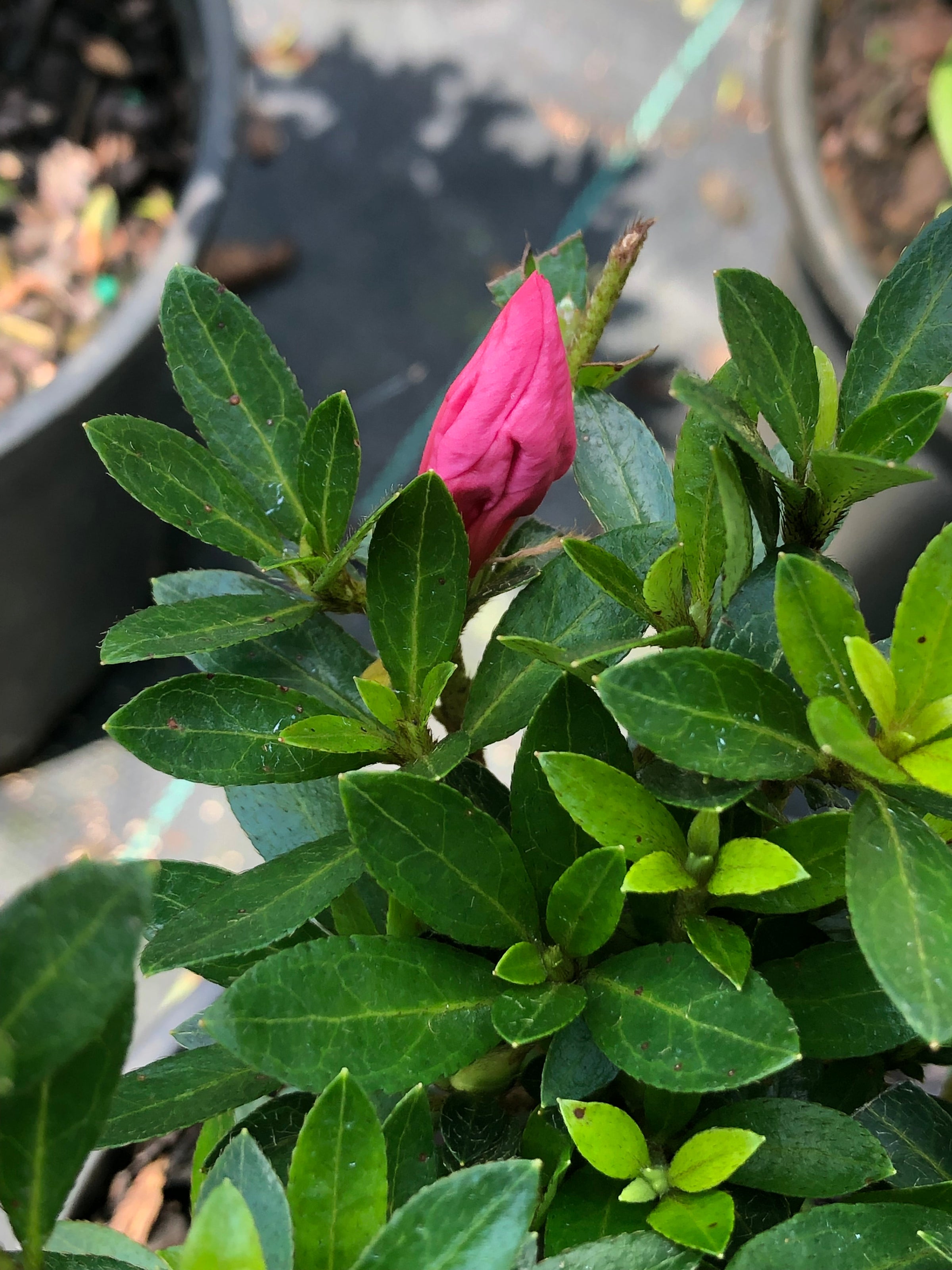 Azalea x Satsuki 'Chinzan' | Transplant Nursery, Inc