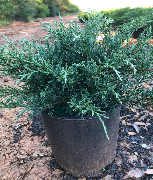 Juniper 'Angelica Blue' Juniperus chinensis | Transplant Nursery, Inc