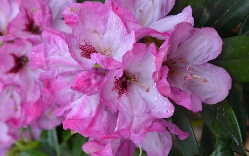 Rhododendron 'Tyler Morris' Southgate Radiance | Transplant Nursery, Inc