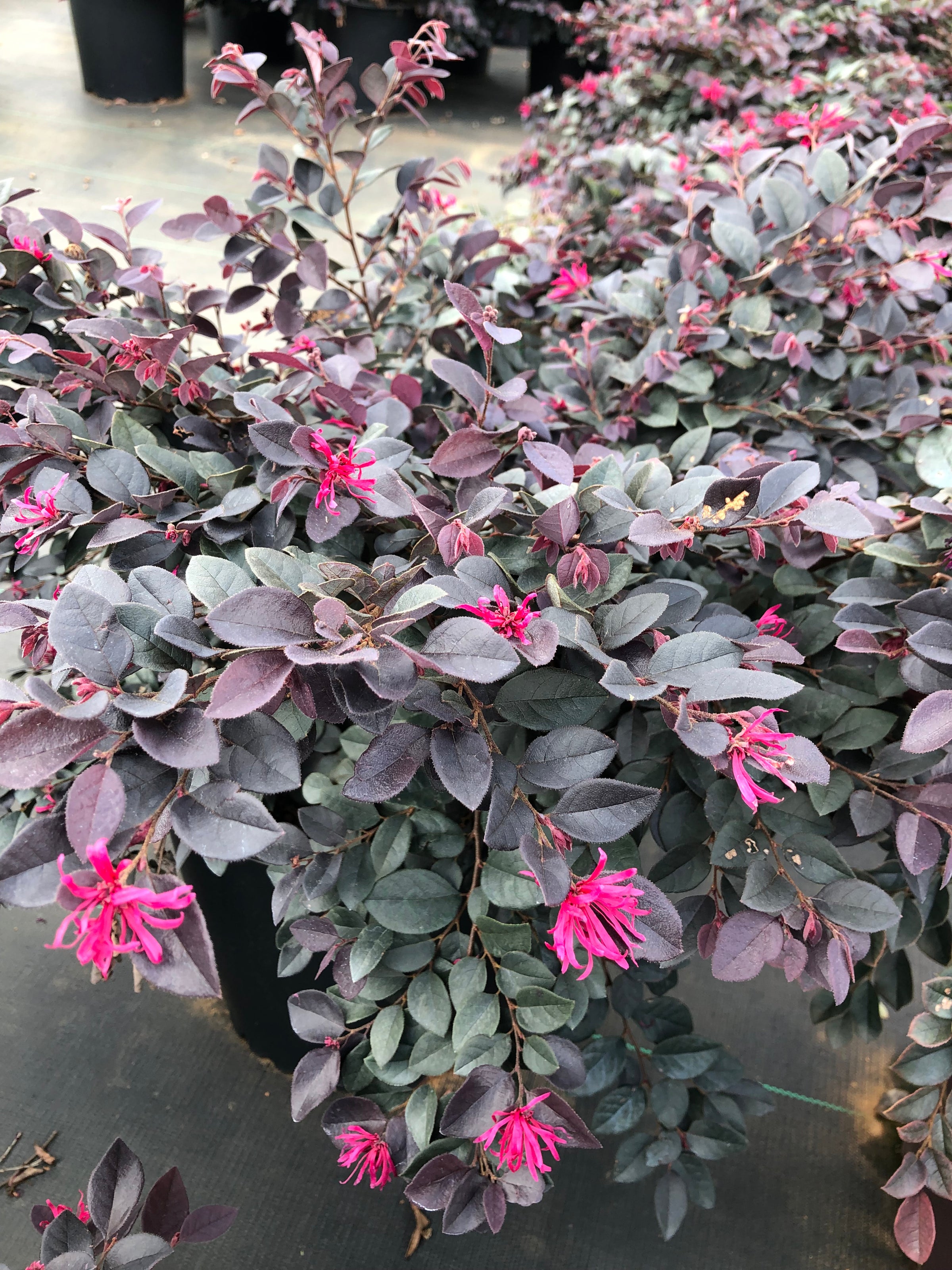 Star Cerise Charm Loropetalum chinense 'Kurobijin' PP 23,176 | Transplant  Nursery, Inc