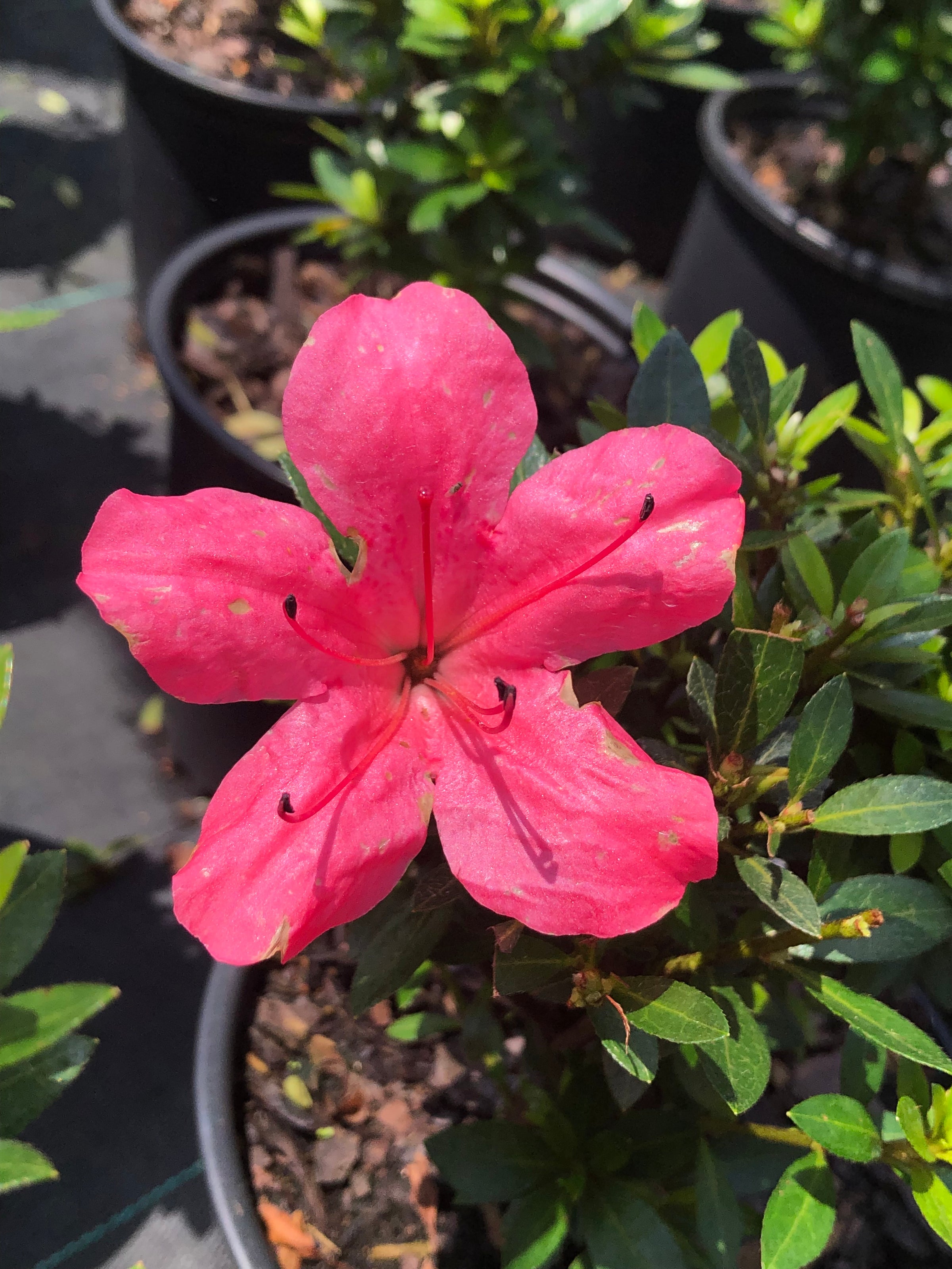 Azalea x Satsuki 'Chinzan' | Transplant Nursery, Inc