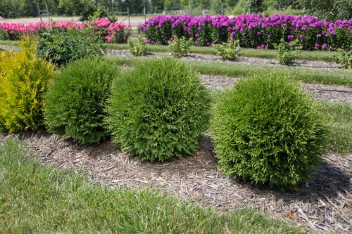 Thuja occidentalis Planet Earth Arborvitae PP35,297 | Transplant Nursery,  Inc