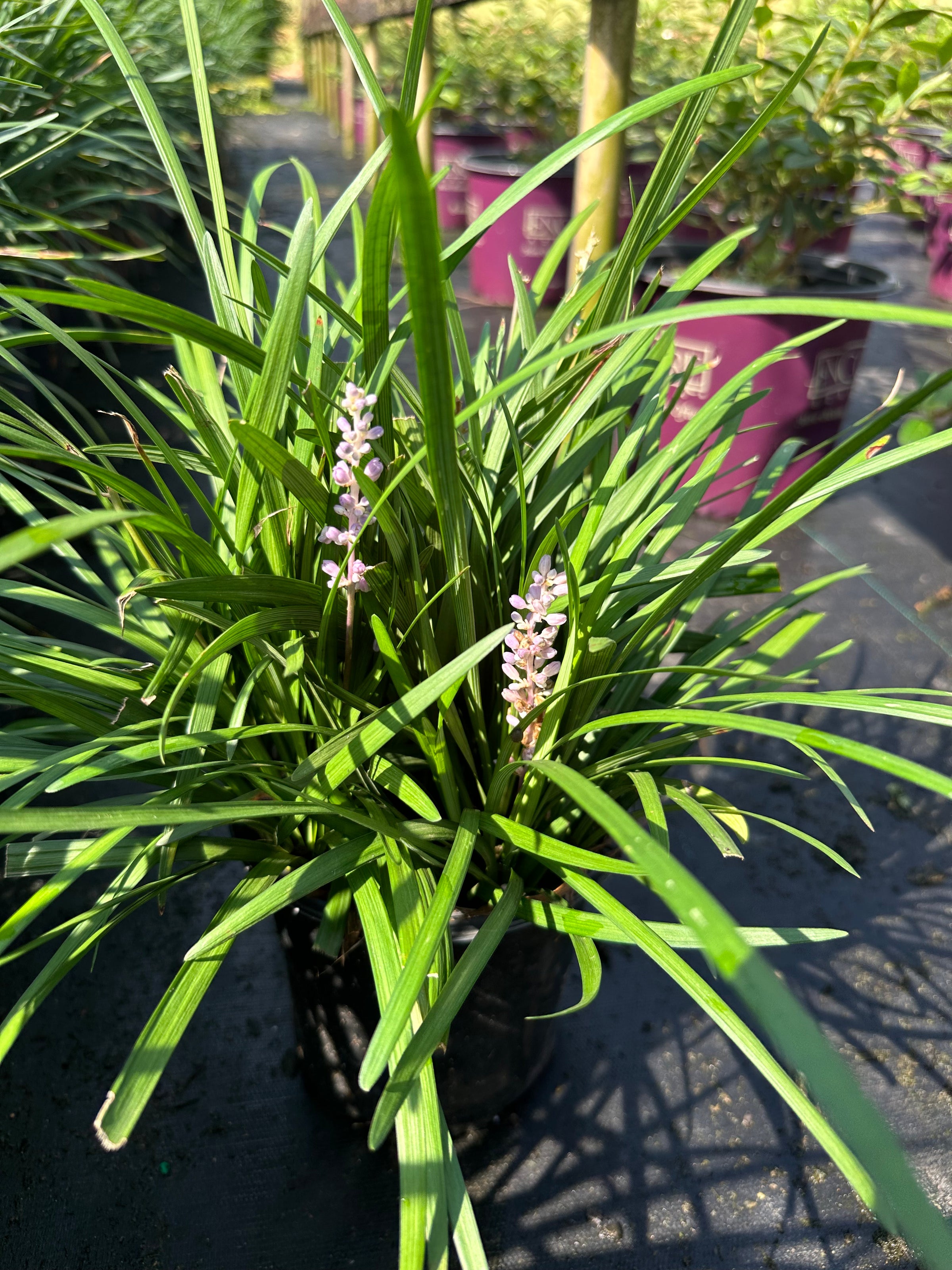 Liriope muscari 'Emerald Goddess®' Lilyturf 'Love Potion No13' PP