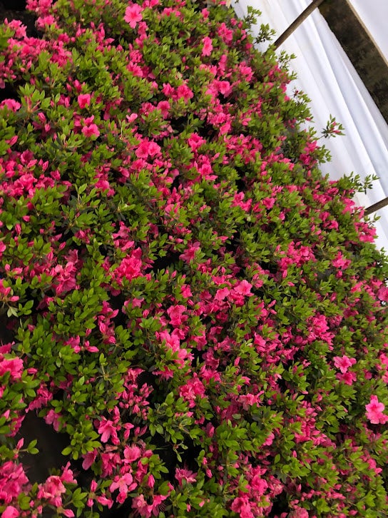 Maid in the Shade® 'Renee Michelle' Azalea hybrid | Transplant