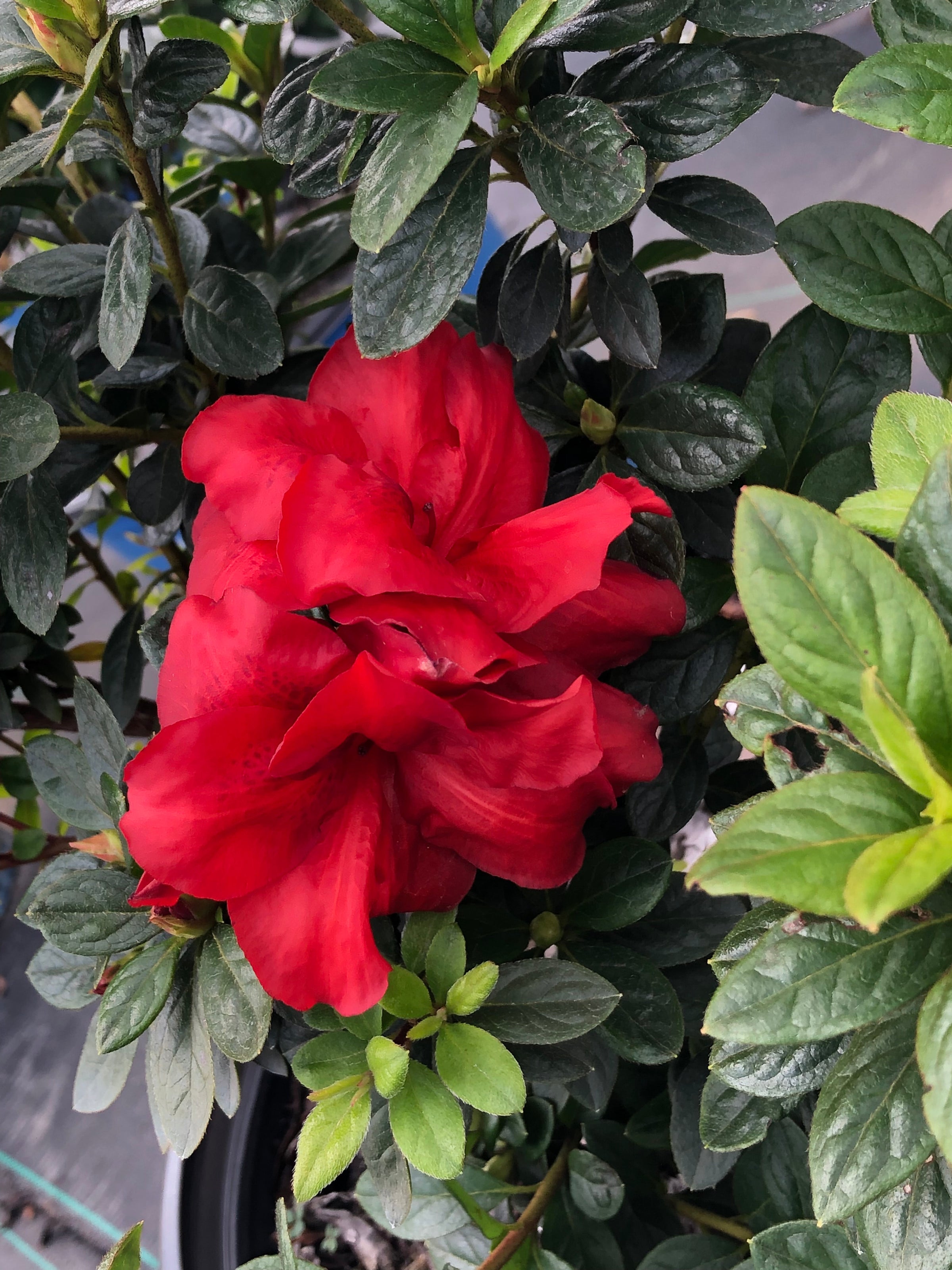 Bloomin' Easy® Ever After™ Ruby Reblooming Azalea Rhododendron x