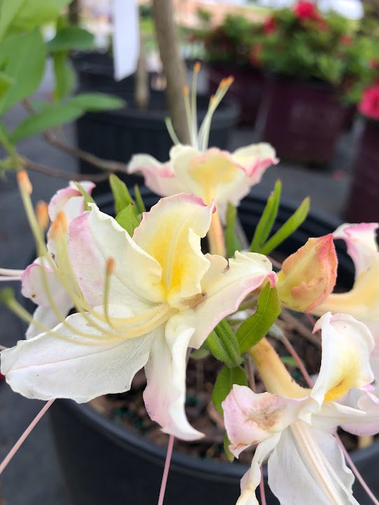 Maid in the Shade® 'Darlin's Dream' Azalea R. canescens x R