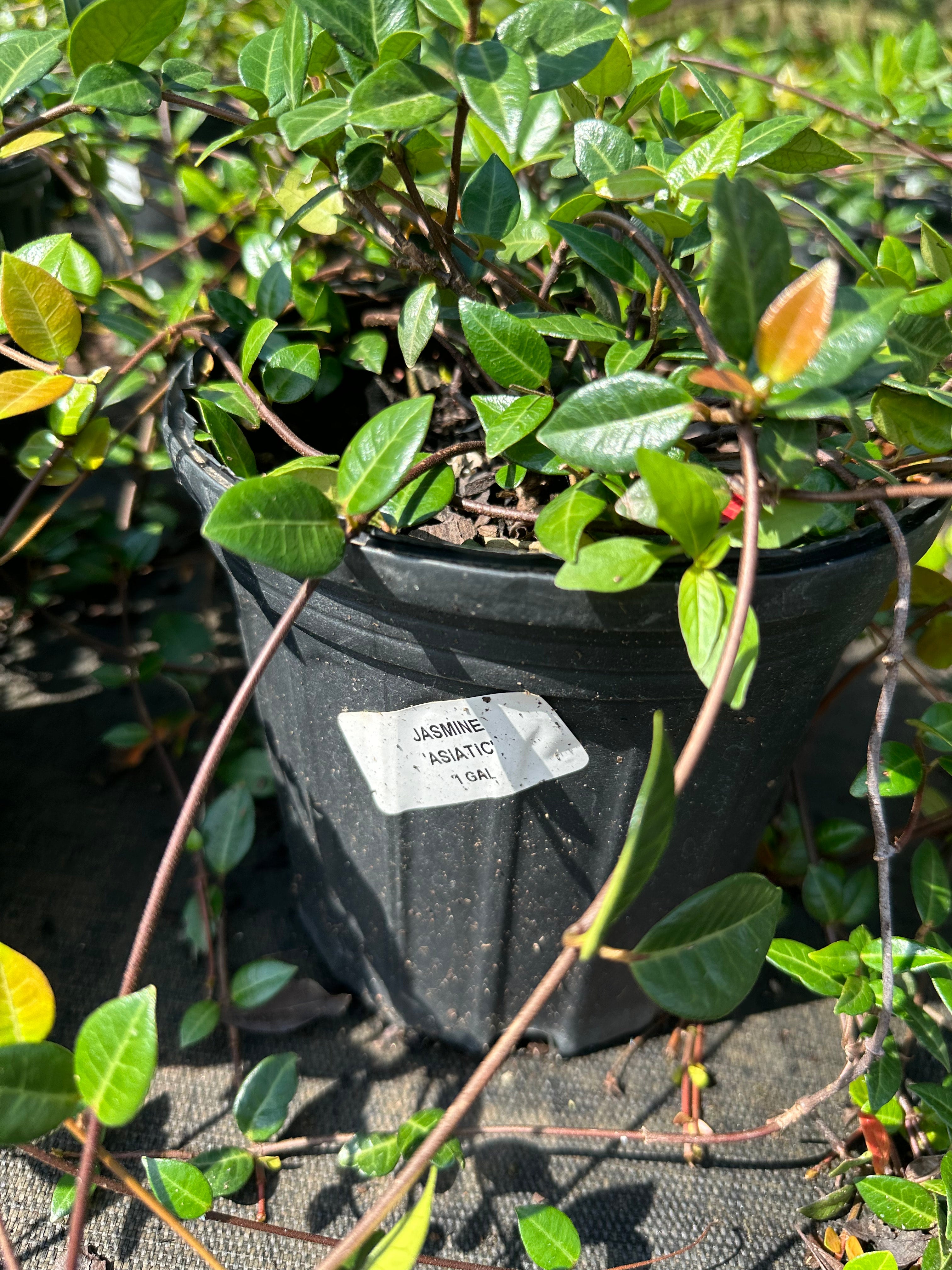 Trachelospermum asiaticum 'Asiatic Jasmine' | Transplant Nursery, Inc