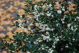 Osmanthus heterophyllus 'Kaori Hime' Party Princess® | Transplant