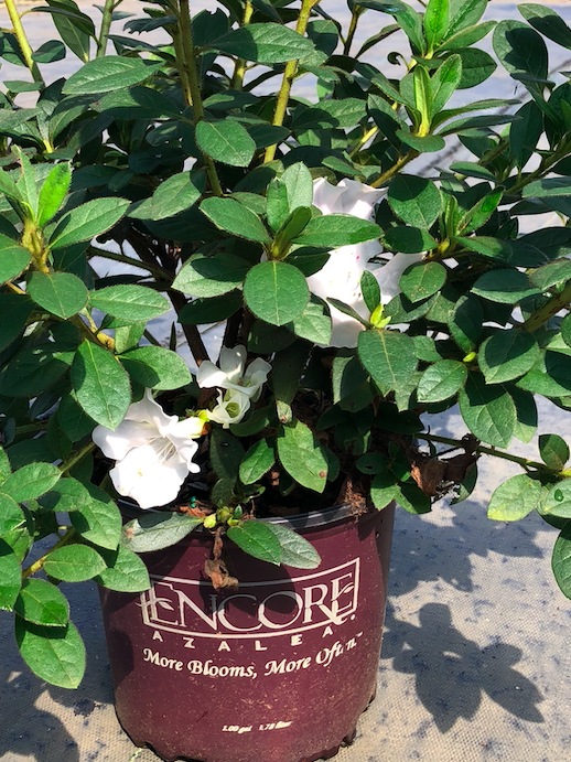 Autumn Lily® Encore Azalea® | Transplant Nursery, Inc