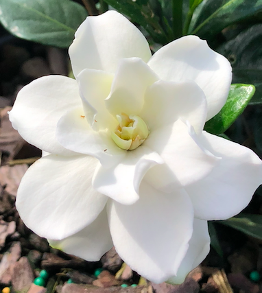 Double Mint Gardenia | Transplant Nursery, Inc