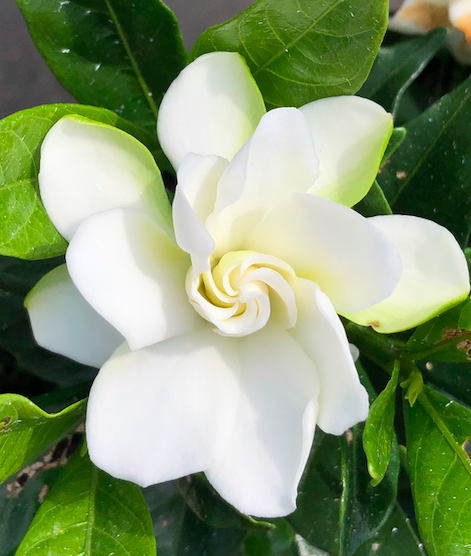 Double Mint Gardenia | Transplant Nursery, Inc