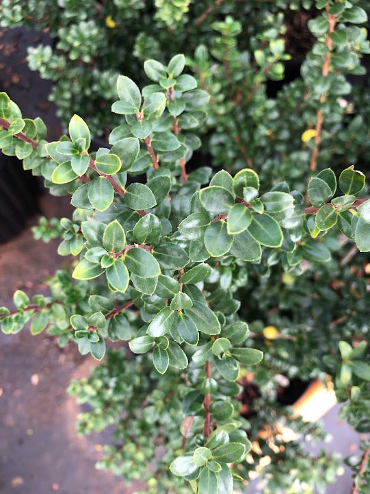 Ilex crenata 'Steeds' Japanese Holly | Transplant Nursery, Inc