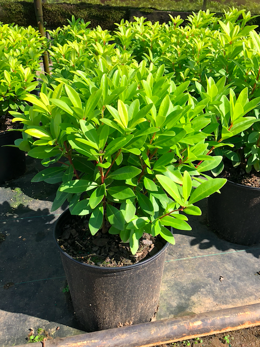 Illicium parviflorum 'Florida Sunshine' | Transplant Nursery, Inc
