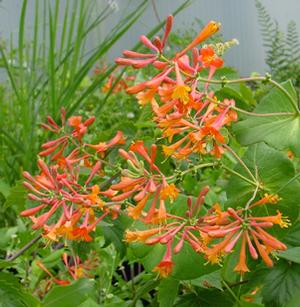 Lonicera sempervirens 'Magnifica' | Transplant Nursery, Inc