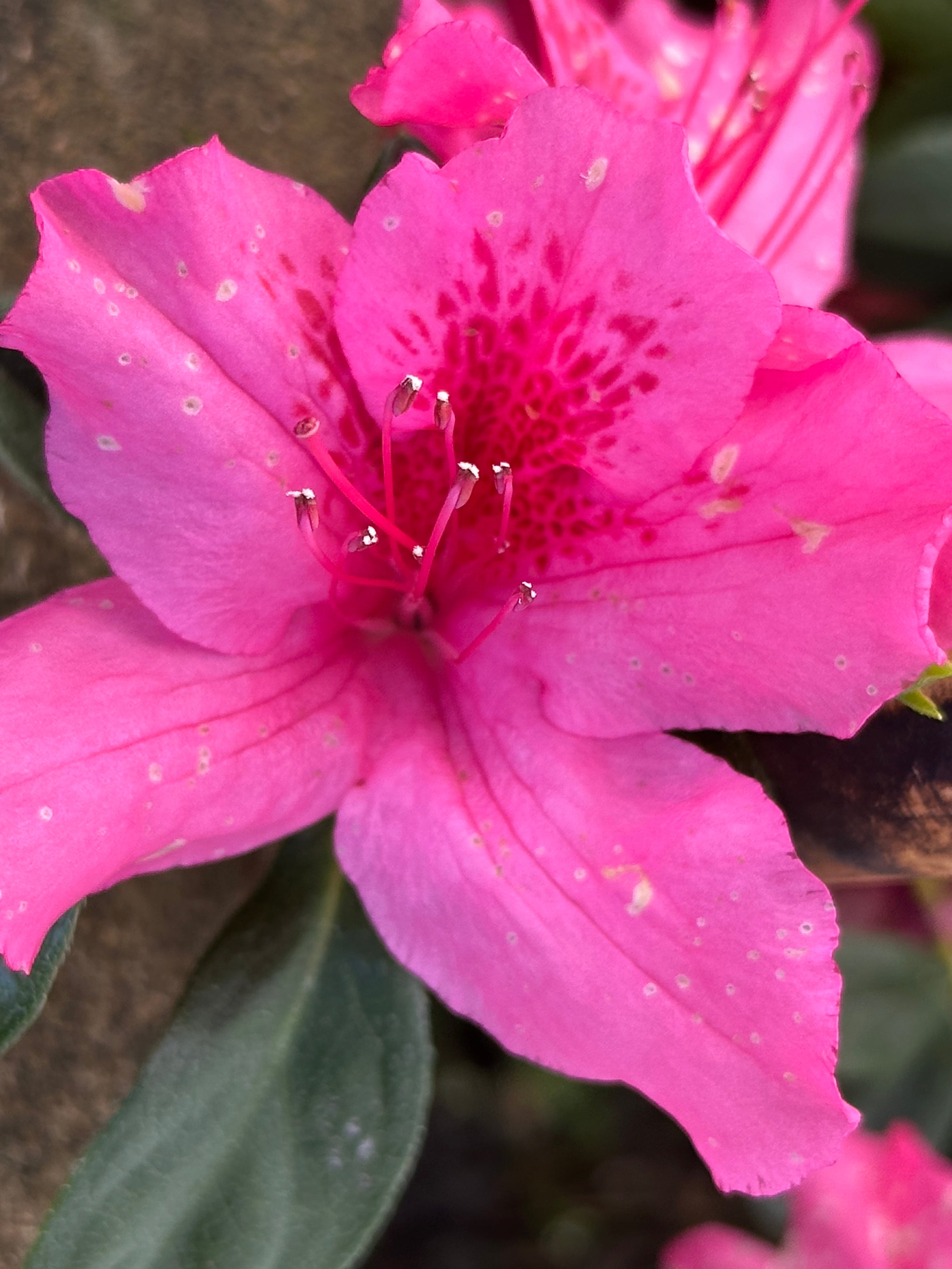 Azalea 'Pride of Mobile' | Transplant Nursery, Inc