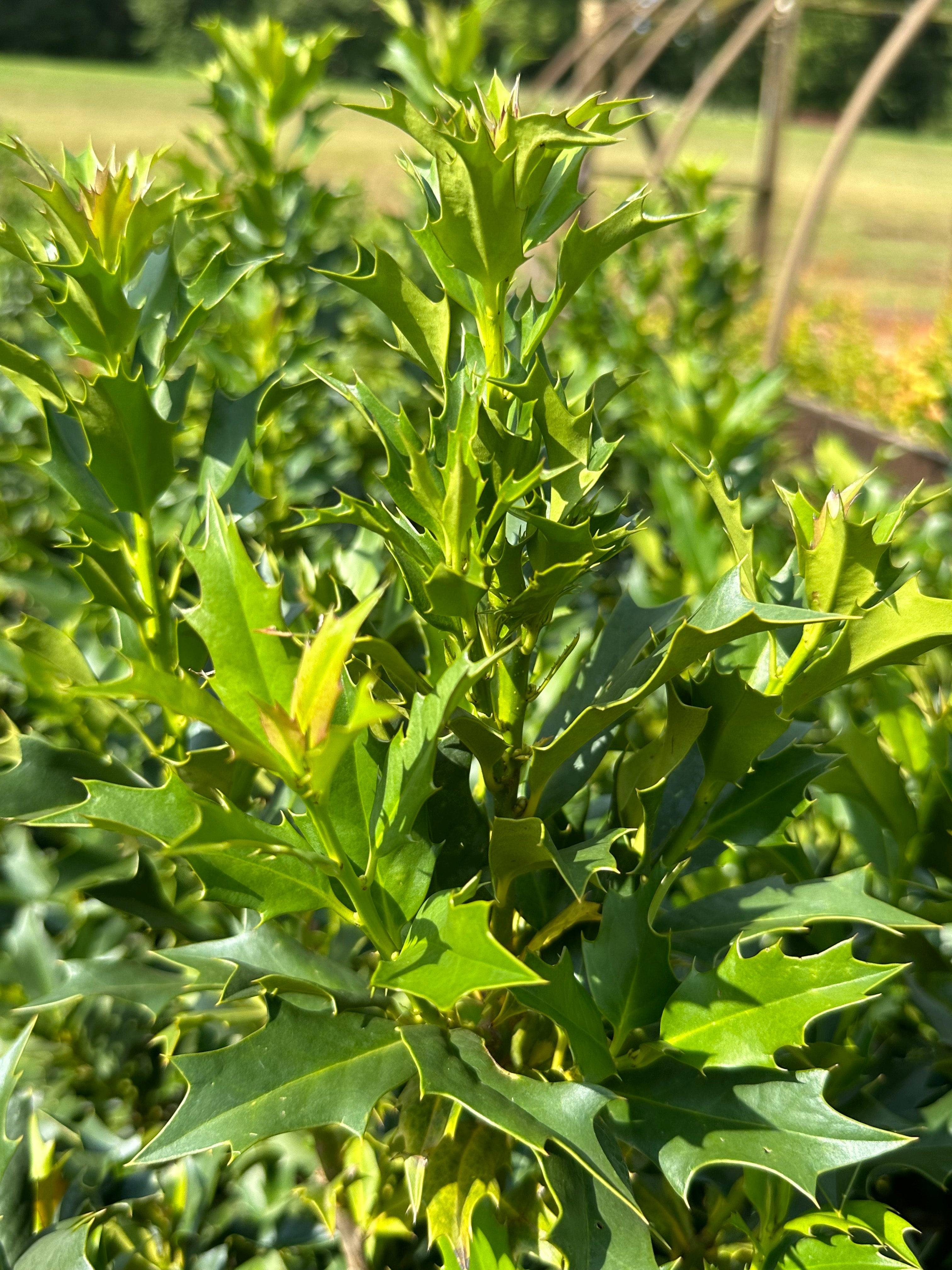 Ilex latifolia 'Green Flame' Holly | Transplant Nursery, Inc