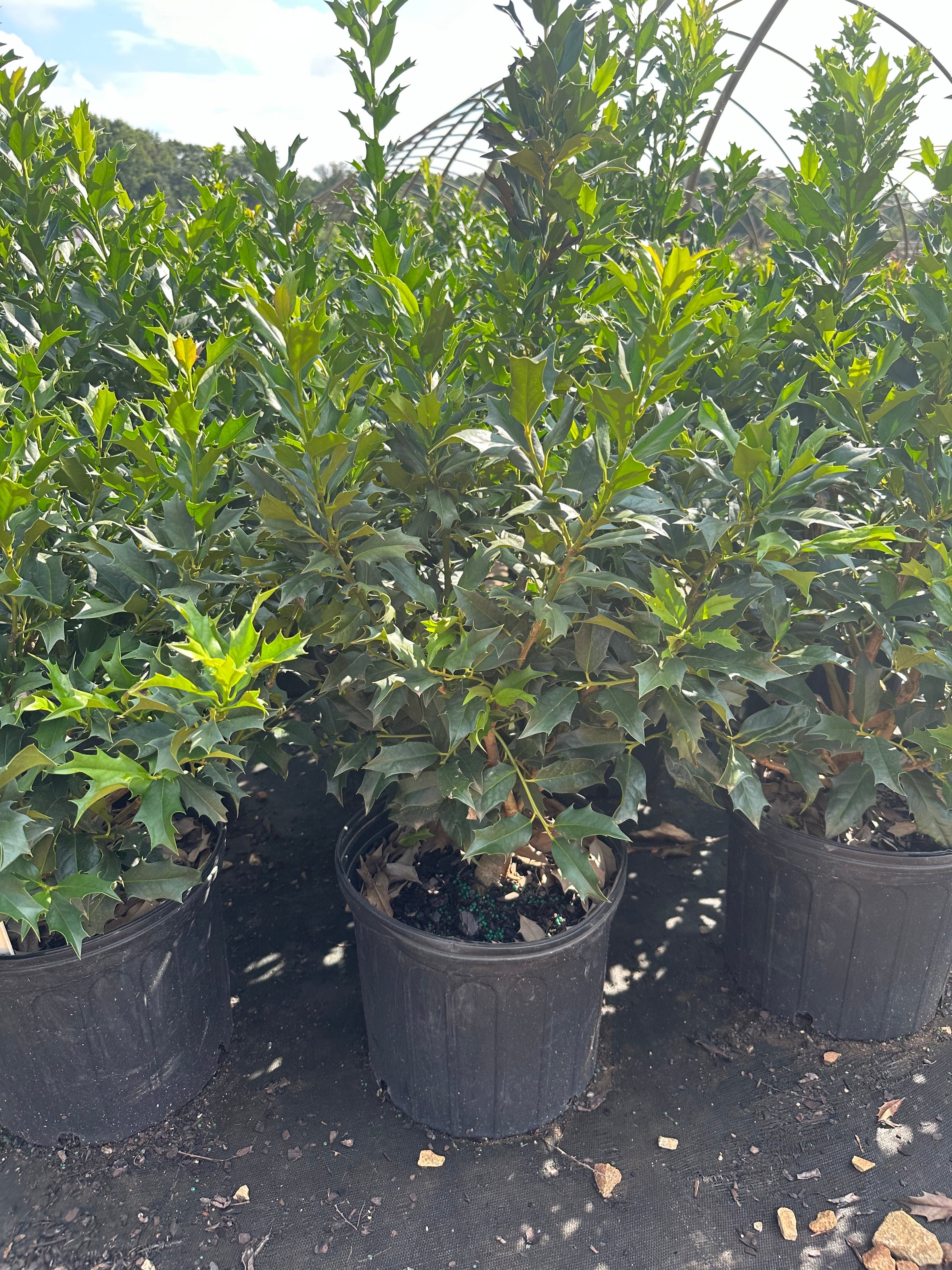 Ilex latifolia 'Green Flame' Holly | Transplant Nursery, Inc