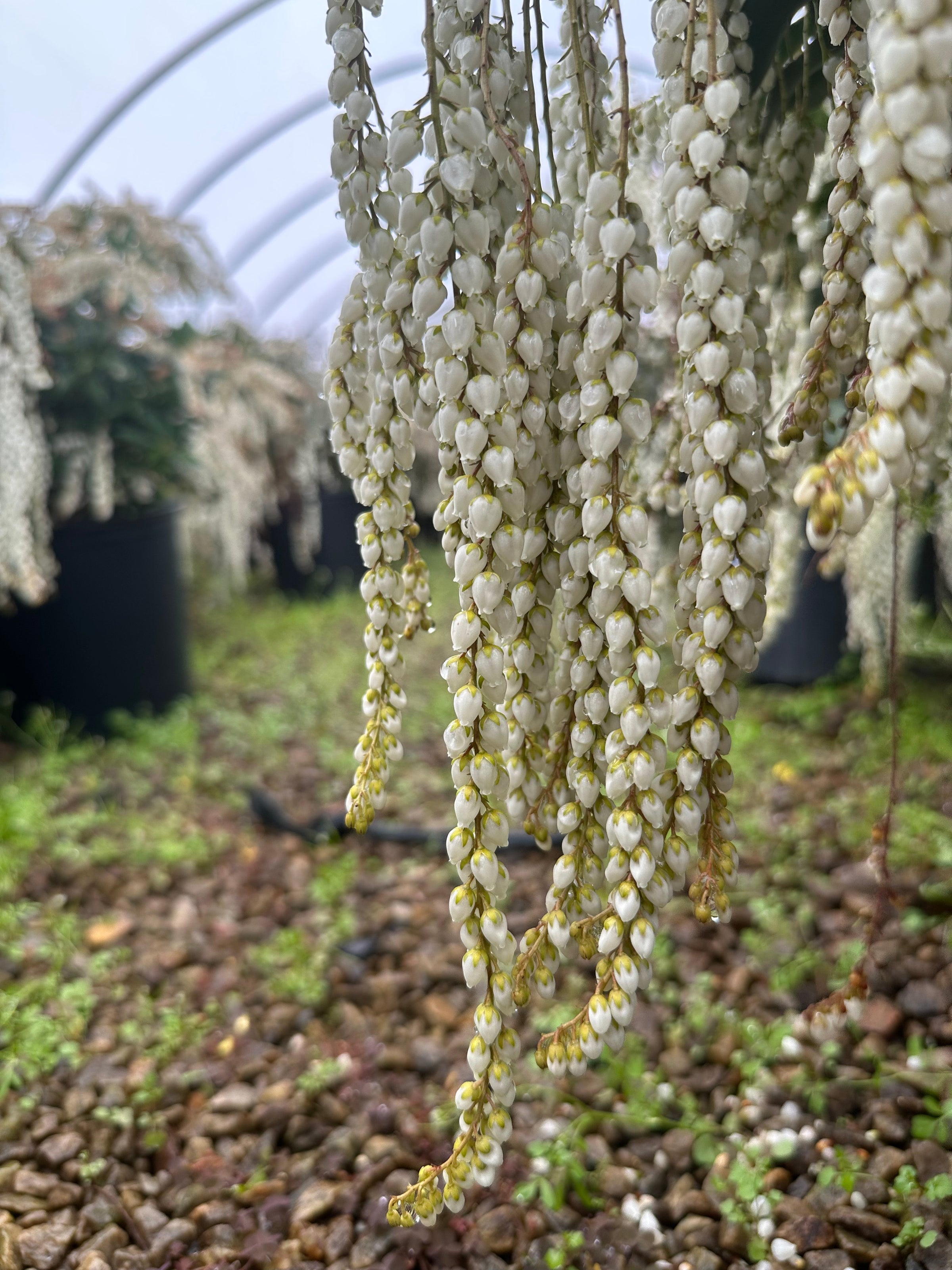 Maid in the Shade® 'Snowdrift' Pieris taiwanensis | Transplant