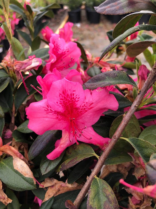 Azalea 'Pride of Mobile' | Transplant Nursery, Inc