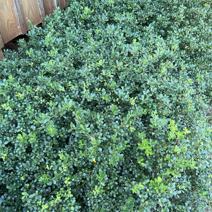 Ilex crenata 'Welford Helleri' Dark Roast™ | Transplant Nursery, Inc