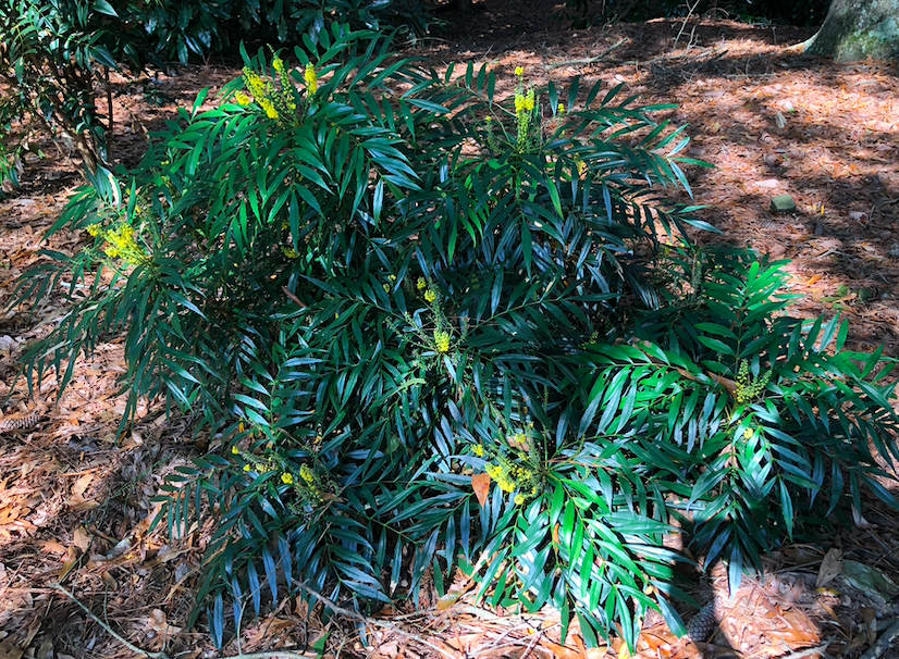 Southern Living 'Soft Caress' Mahonia eurybracteata PP20183 | Transplant  Nursery, Inc