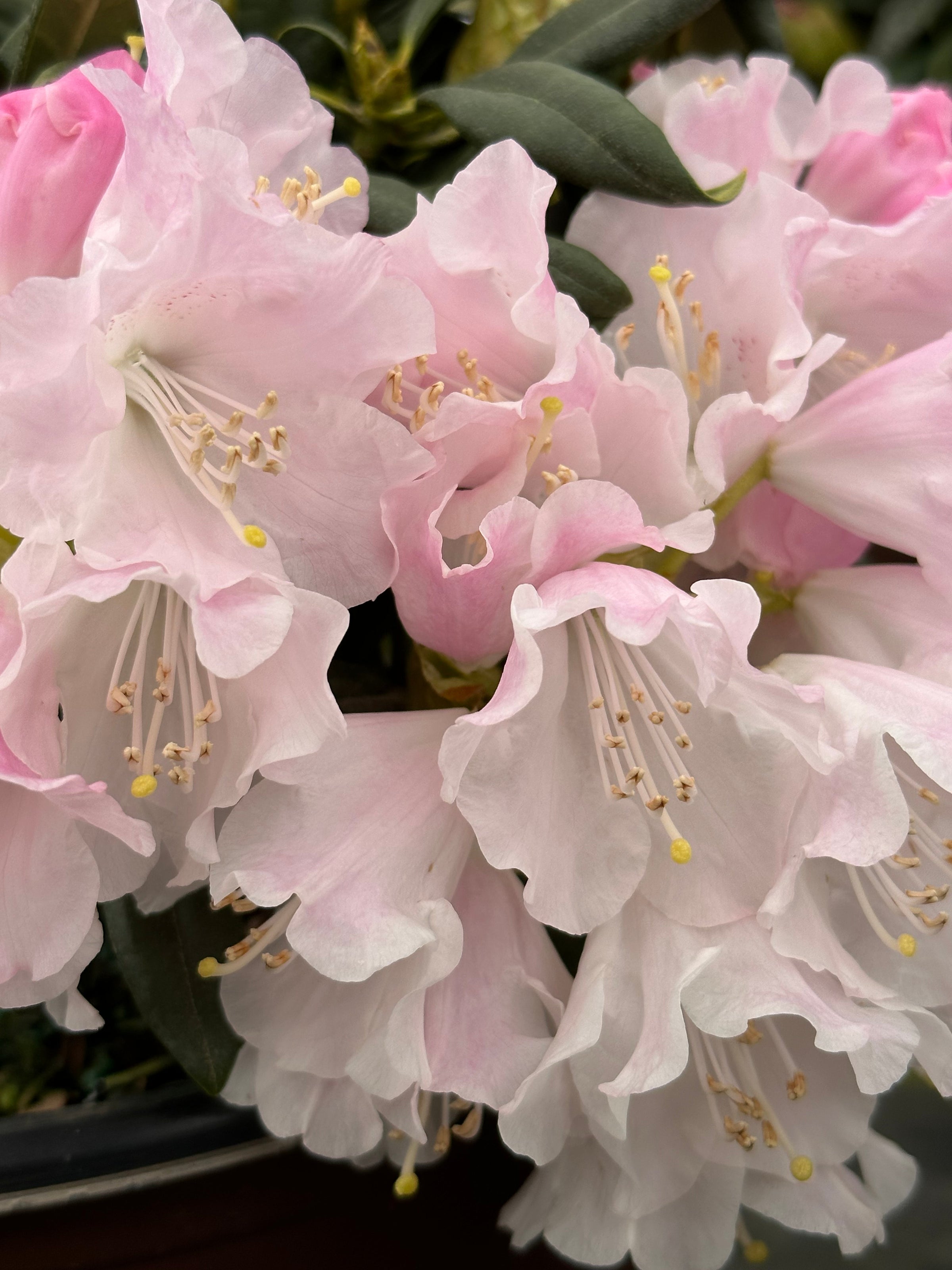 Southern Living® Elegance™ Southgate® Rhododendron 'Fair City
