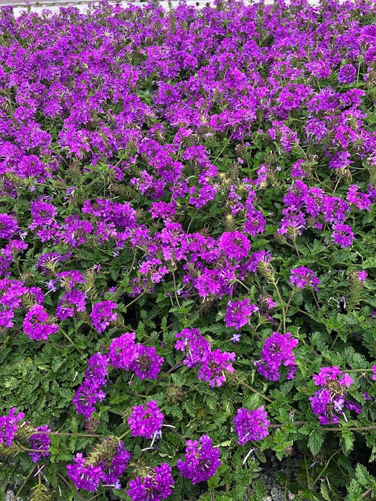 Verbena x canadensis 'Homestead Purple' | Transplant Nursery, Inc