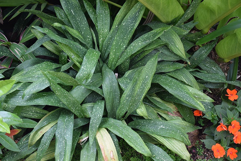 Aspidistra elatior 'Milky Way' | Transplant Nursery, Inc