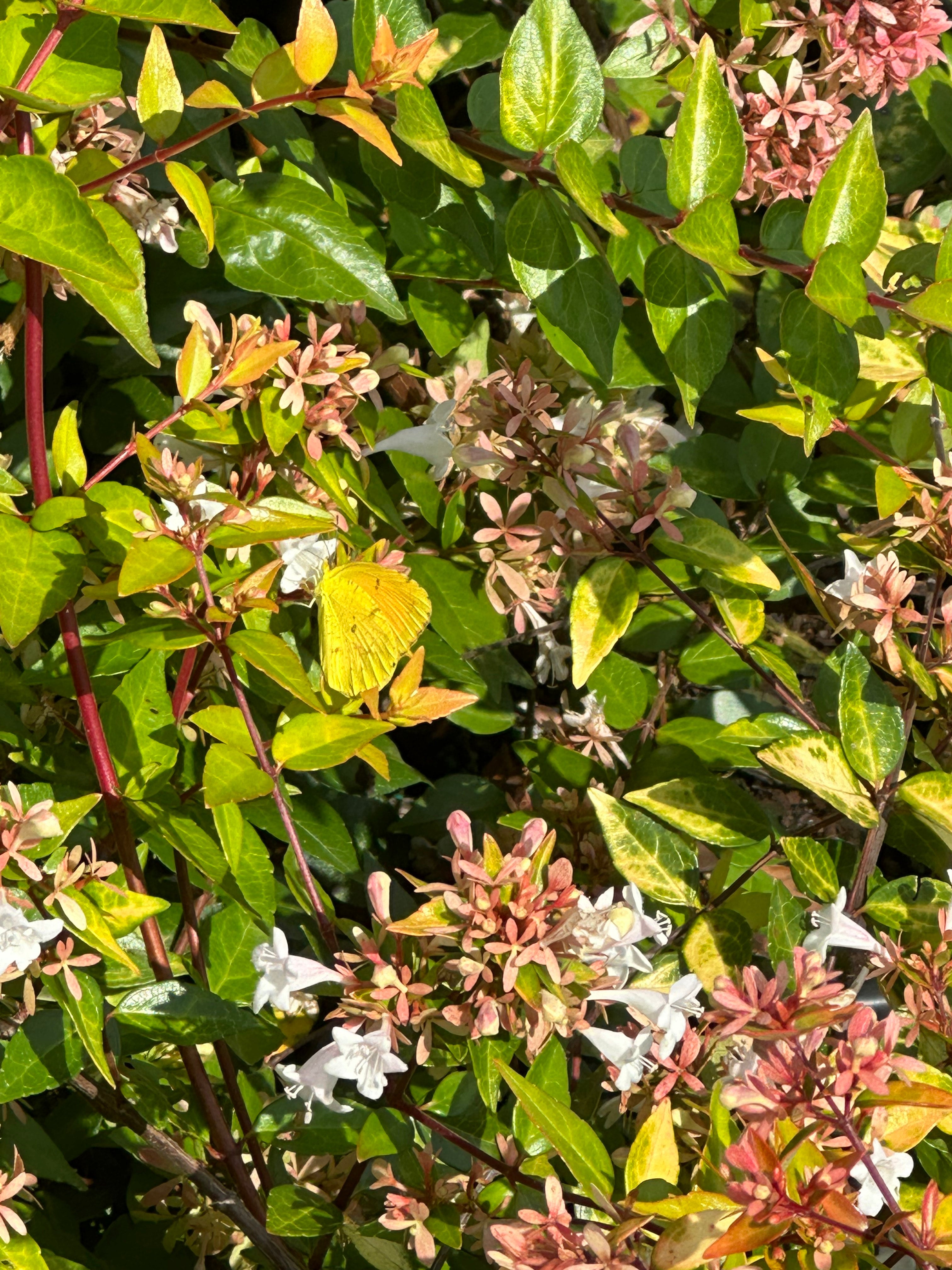 Abelia grandiflora 'Canyon Creek' | Transplant Nursery, Inc