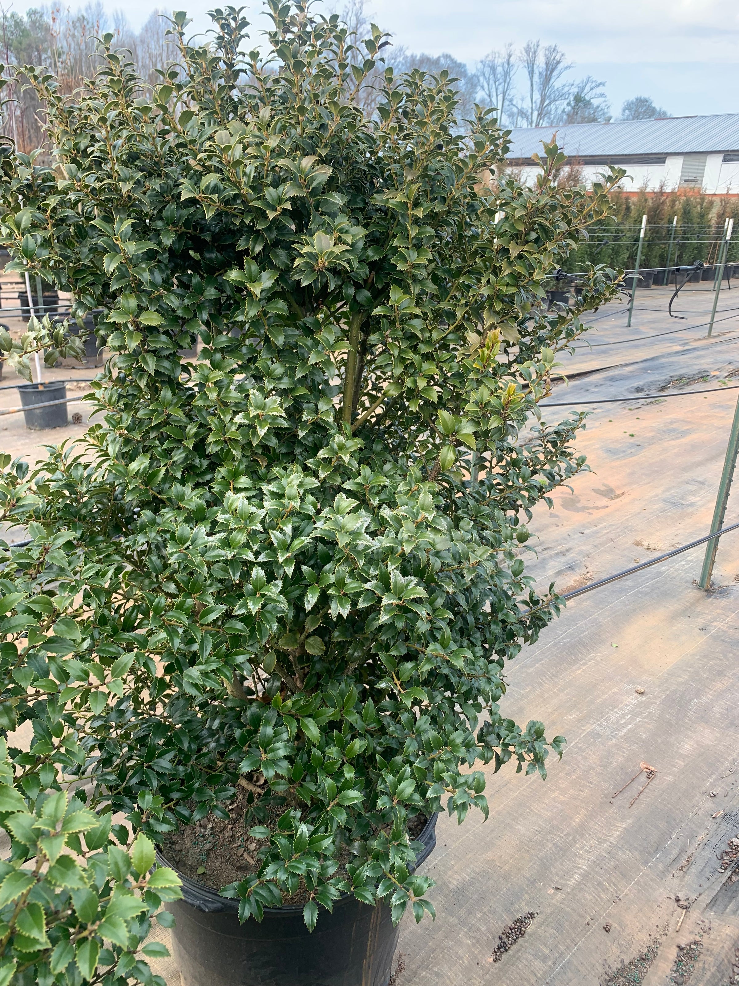 Ilex x latifolia 'Miss Patricia' Dwarf Holly | Transplant Nursery, Inc