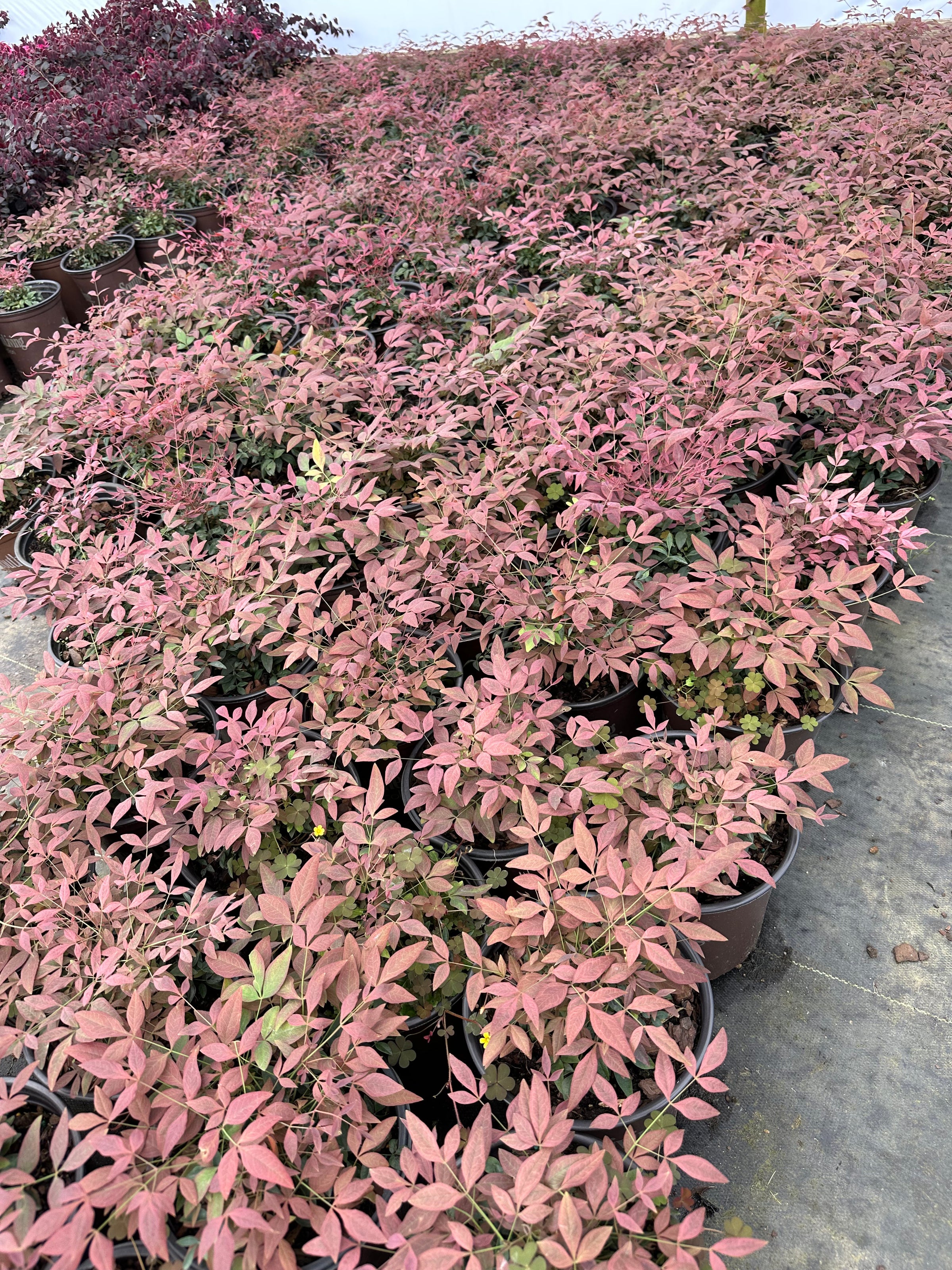 Southern Living® Obsession™ Nandina domestica 'Seika' PP21891
