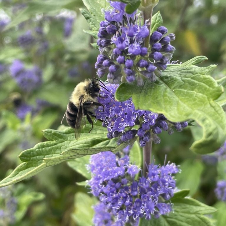 Caryopteris 'Beekeeper® Bluebeard' Bloomin' Easy PP33874 | Transplant ...