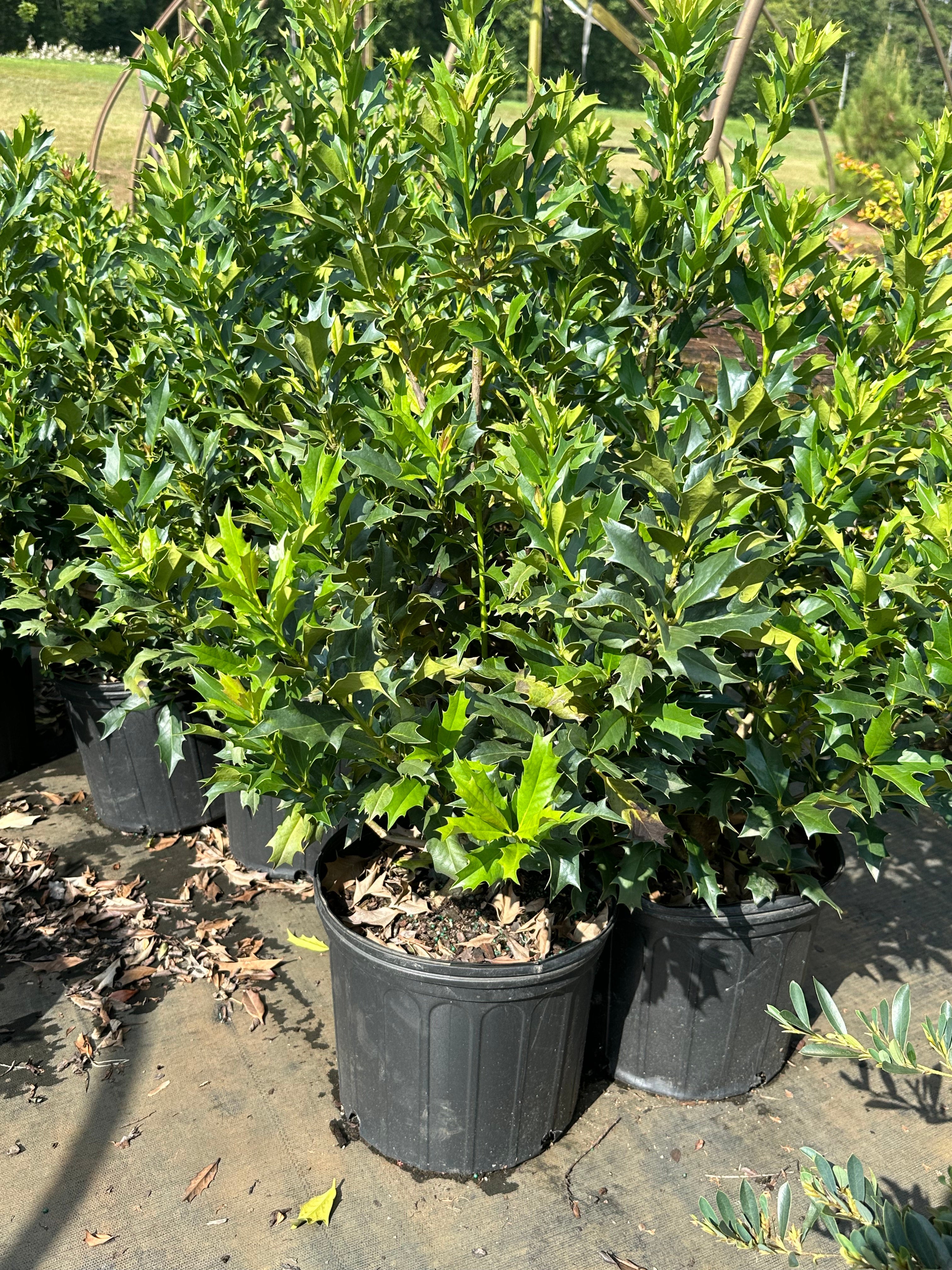 Ilex latifolia 'Green Flame' Holly | Transplant Nursery, Inc