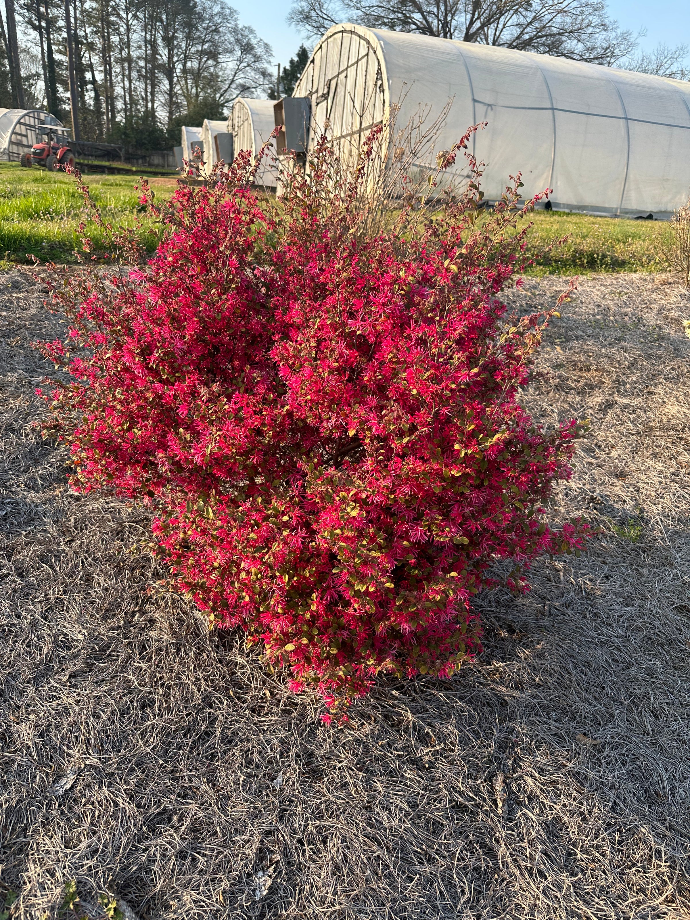 Loropetalum chinense var. rubrum 'Daruma' Chinese Fringe Flower