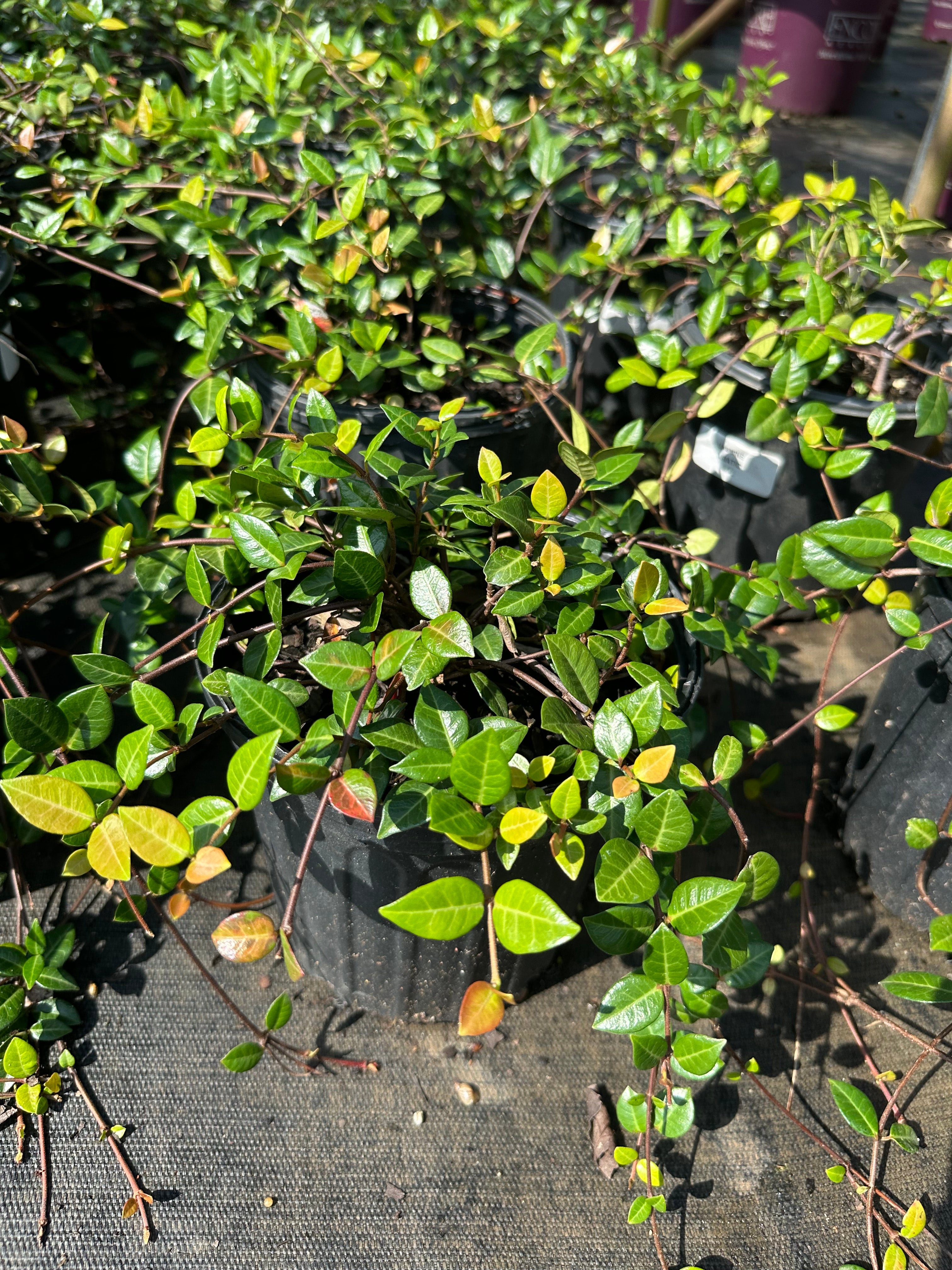 Trachelospermum asiaticum 'Asiatic Jasmine' | Transplant Nursery, Inc