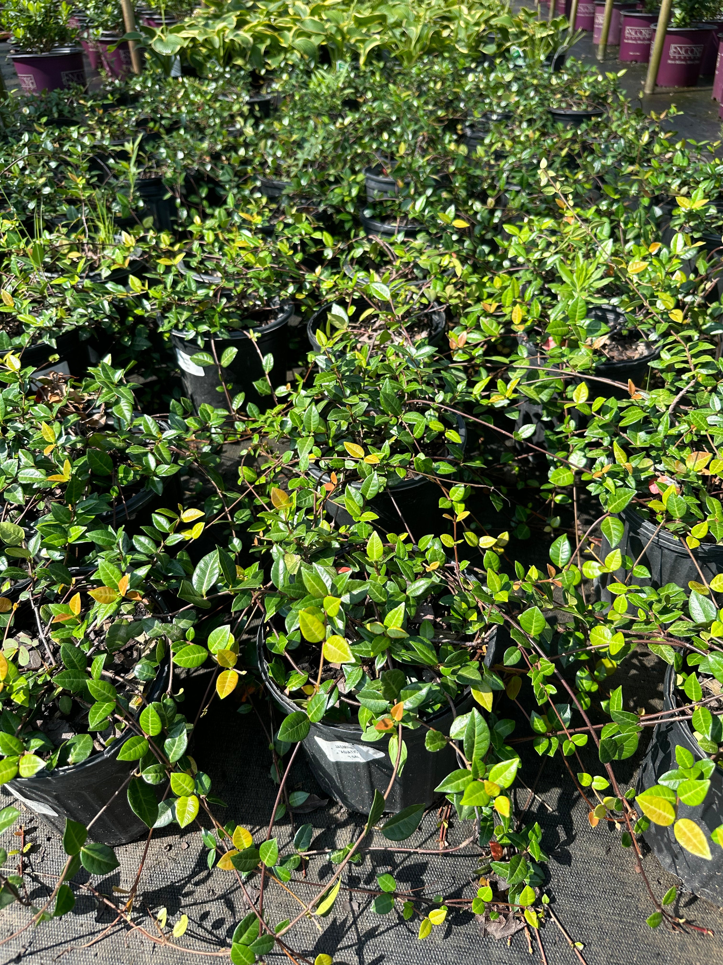 Trachelospermum asiaticum 'Asiatic Jasmine' | Transplant Nursery, Inc