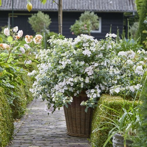 Hydrangea x Fairytrail Bride® Cascade Hydrangea® PP31120