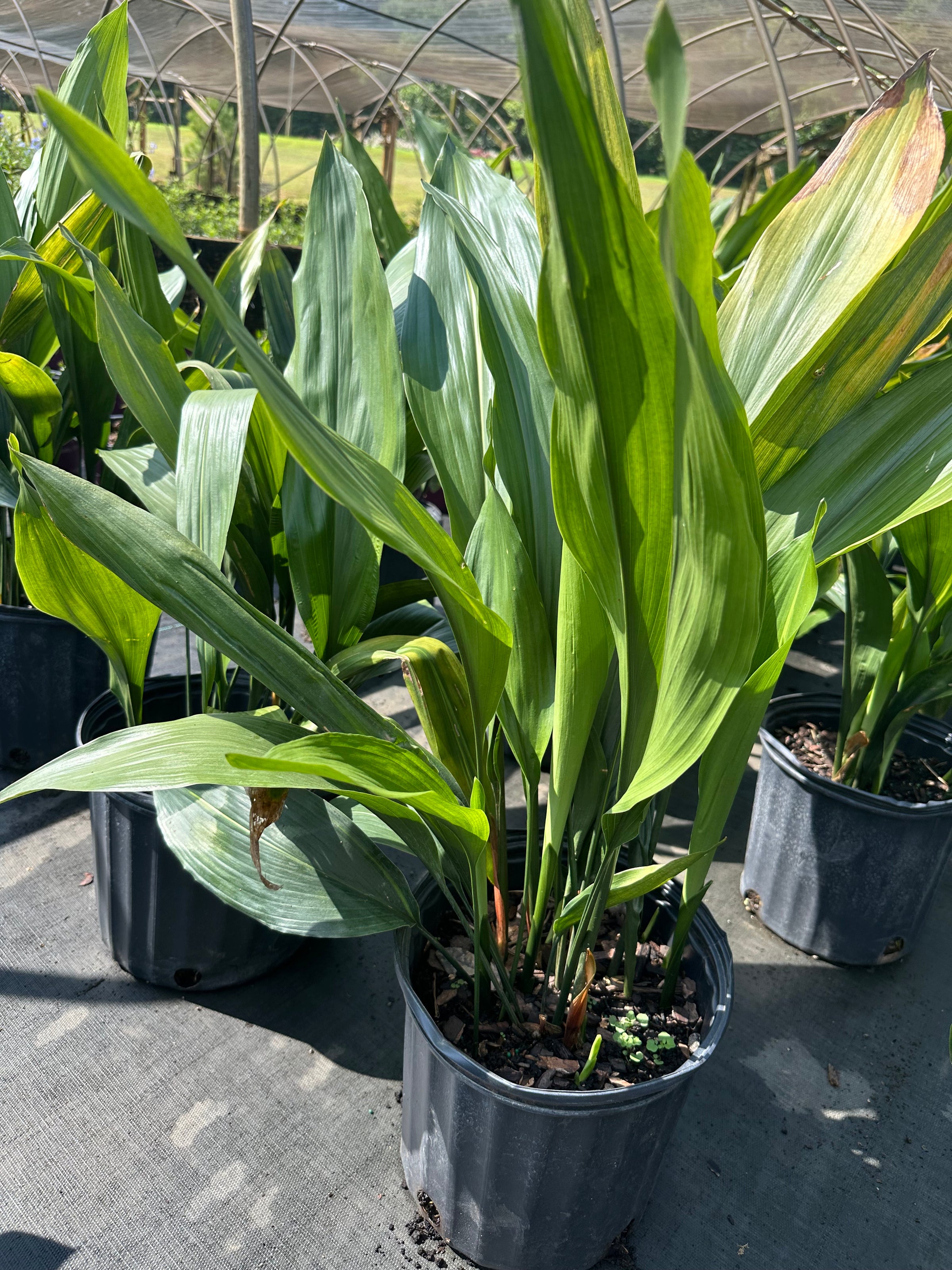 Aspidistra elatior 'Cast Iron'
