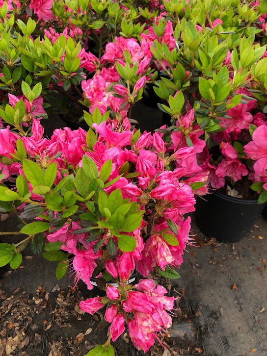 Maid in the Shade® 'Renee Michelle' Azalea hybrid | Transplant
