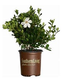 ガーディニア　 　　　　　ジャスミン 　　　　　ネルロ 　　　　　ウィスパー ガーディニア ジャスミン ネルロ ウィスパー Monrovia White