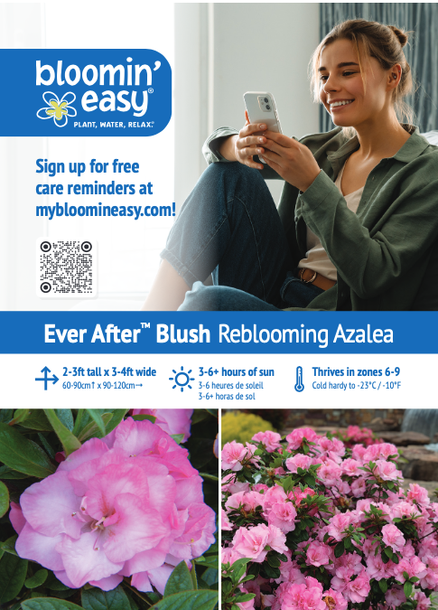Bloomin' Easy® Ever After™ Blush Reblooming Azalea Rhododendron x