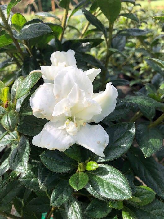 japanische stechpalme als hecke Japanische Stechpalme - Immergrüne & robuste Hecke