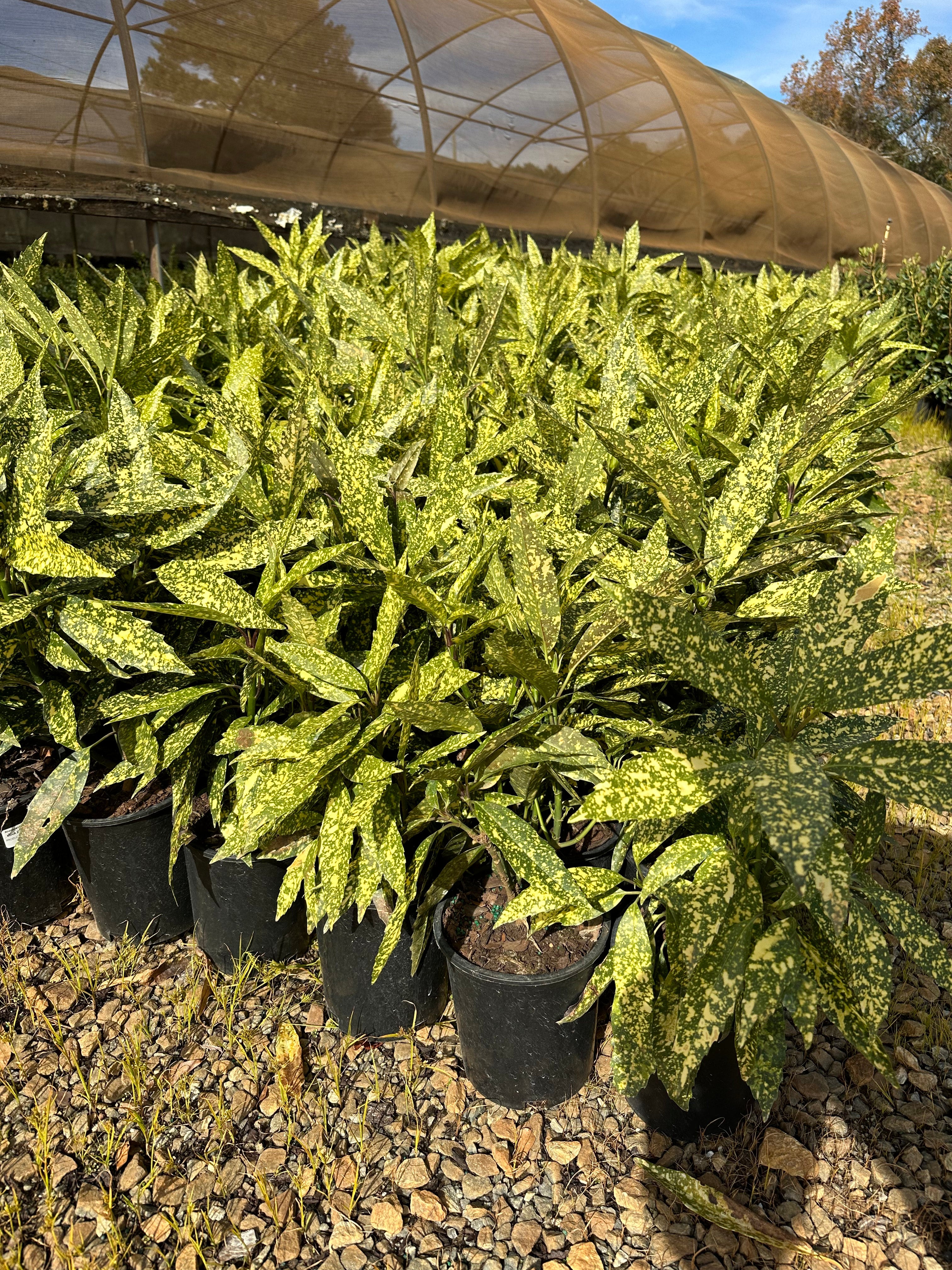 Aucuba japonica 'Hosoba HoshiFu' | Transplant Nursery, Inc