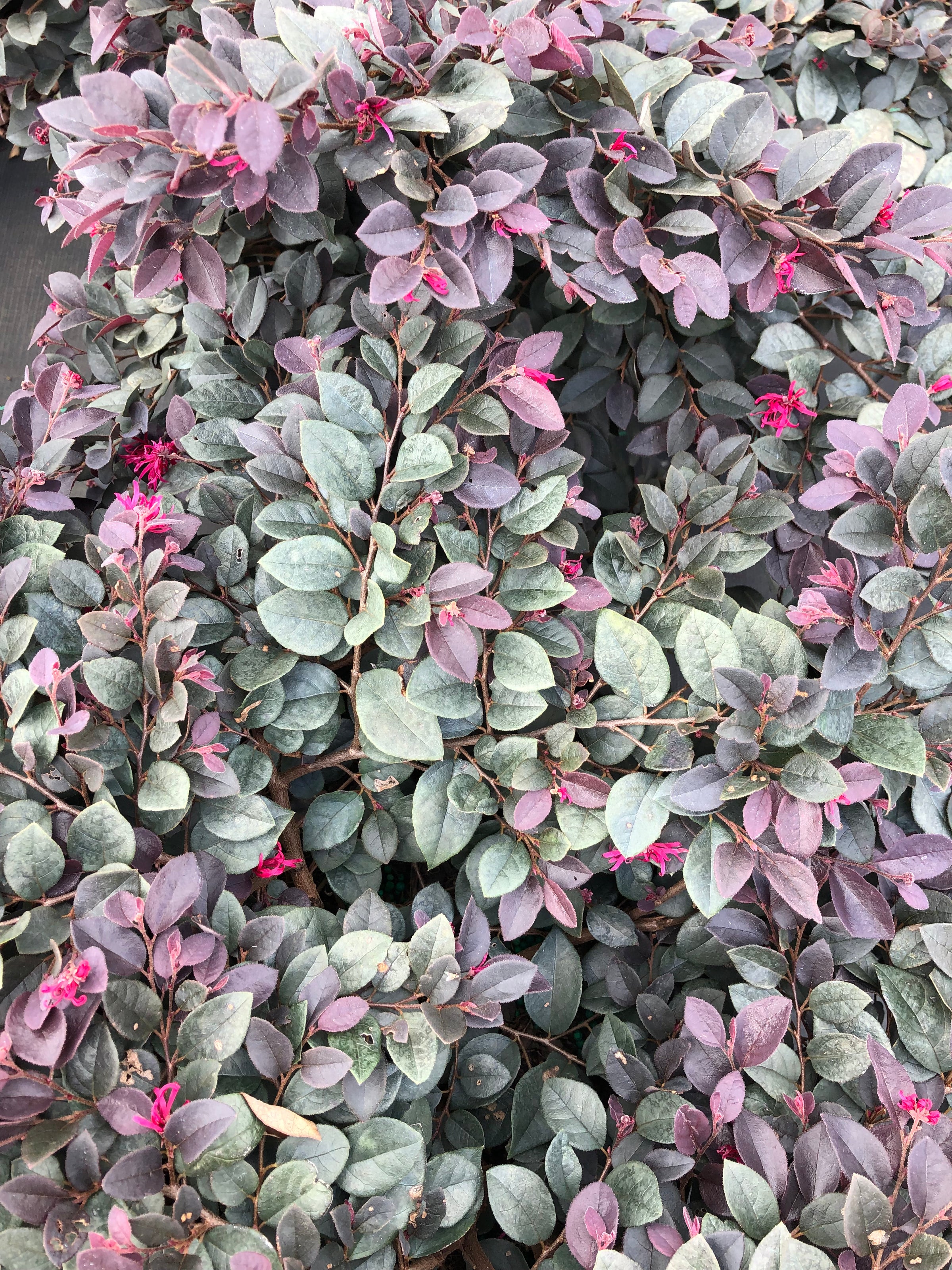 Star® Cerise Charm Loropetalum chinense 'Kurobijin' PP 23,176