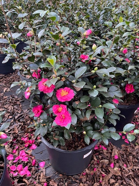 Camellia sasanqua 'Bonanza' | Transplant Nursery, Inc
