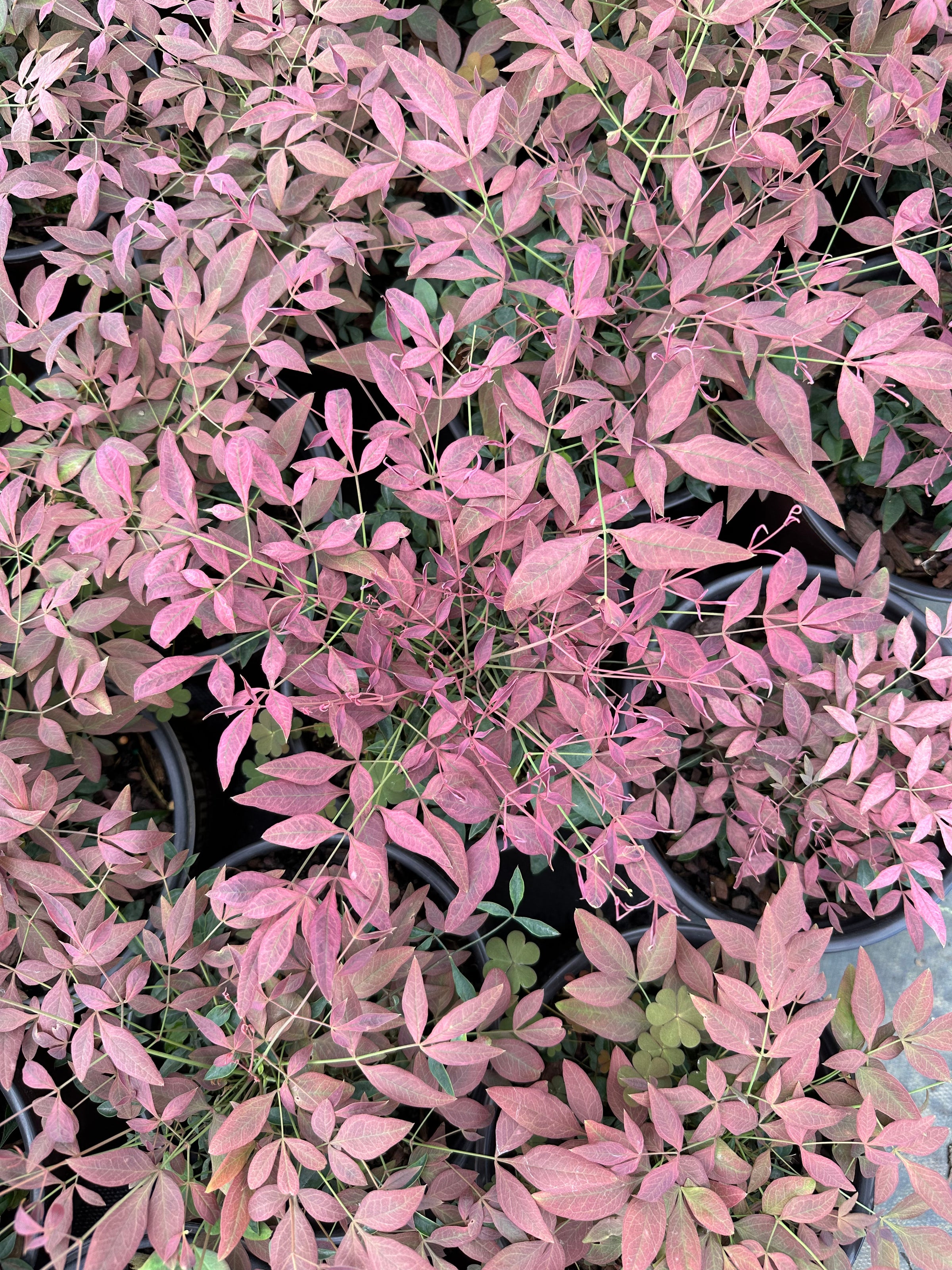 Andhika Septiansyahページ Southern Living® Obsession™ Nandina domestica 'Seika' PP21891