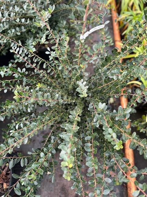 Ilex crenata 'Welford Helleri' Dark Roast™ | Transplant Nursery, Inc
