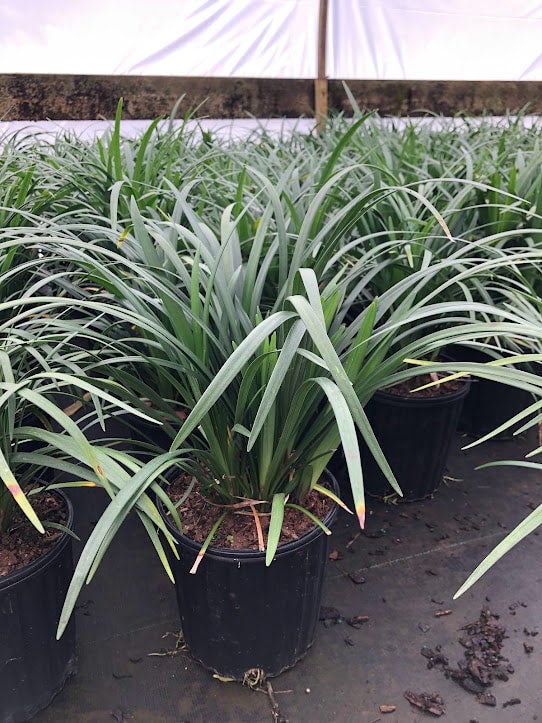 Liriope muscari 'Emerald Goddess®' Lilyturf 'Love Potion No13' PP